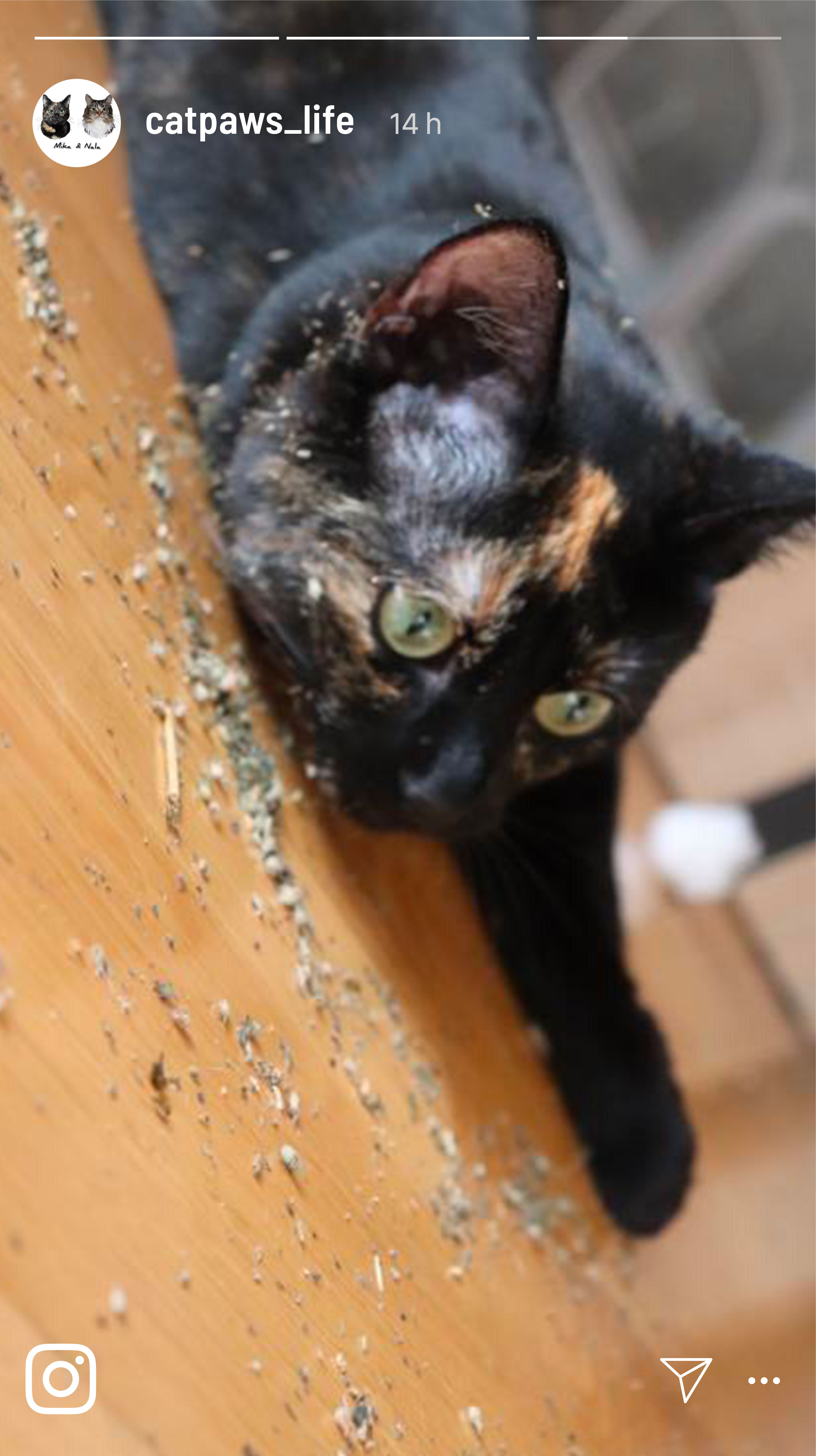 Kater Kasimir Baldrian & Catnipspielzeug Kater Kasimir Katzenminze Weihnachtsedition, 30g Beutel (getrocknet, geschnitten und gesiebt)