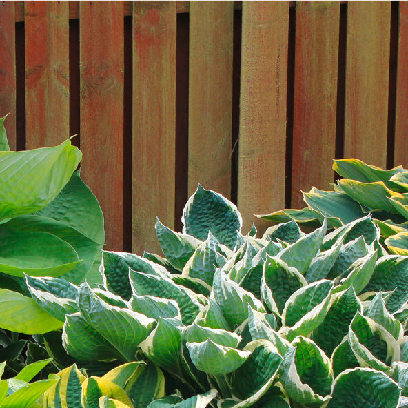 Hosta „Schattenzauber“ 3er-Set
