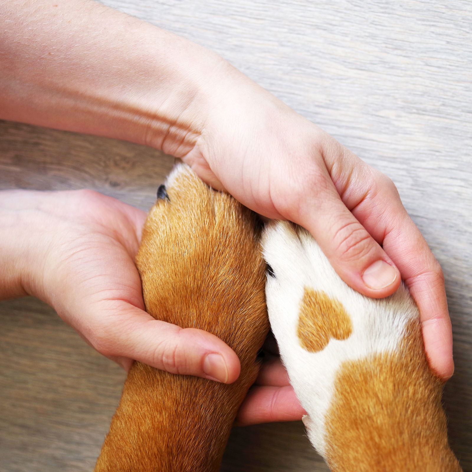 Canosept Pfotenpflege Canosept Pfotenpflege für Hunde 75 g