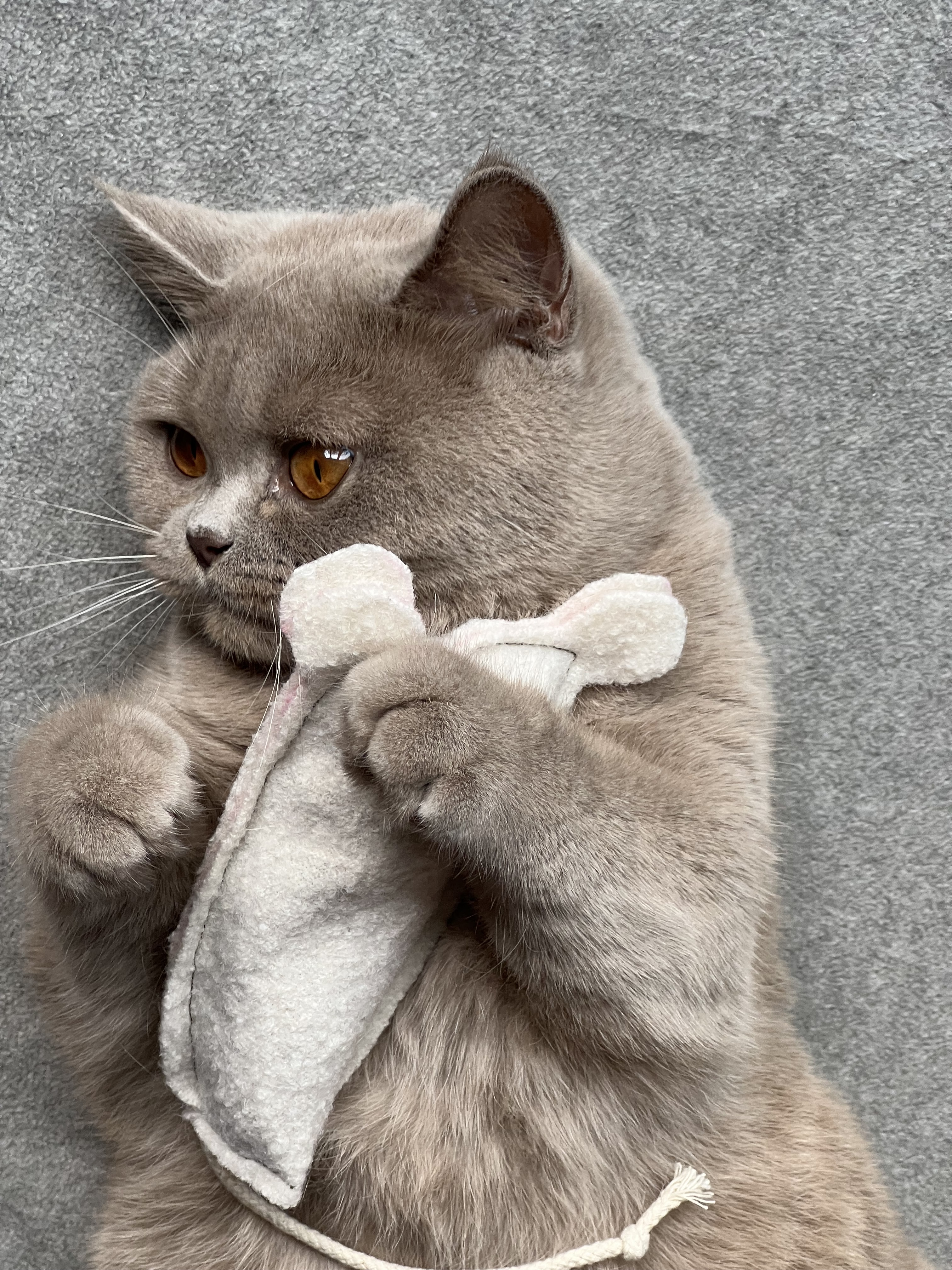 Kater Kasimir Spielmäuse & Bälle Kater Kasimir handgemähte Premium XL Spielmaus aus echtem Wollfilz mit Katzenminze