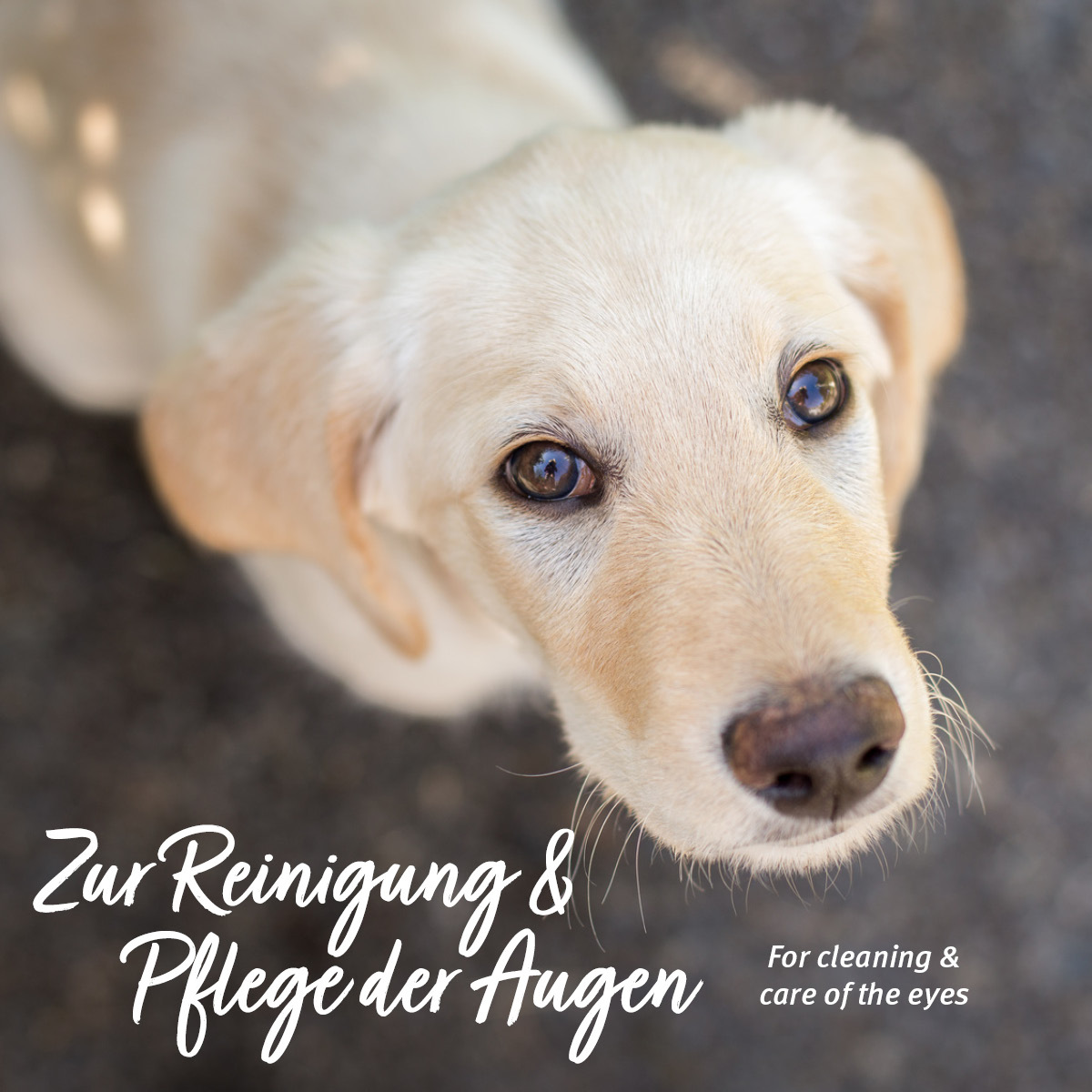 Aniforte Augen- & Ohrenpflege Aniforte Augen-Reinigungspads Augenpflege Pads 100 Stück