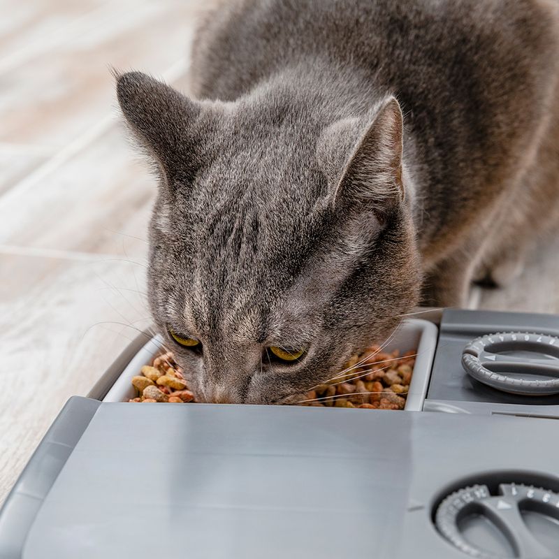 PetSafe Futterautomat für 2 Mahlzeiten zu TOP-Preisen | bitiba %