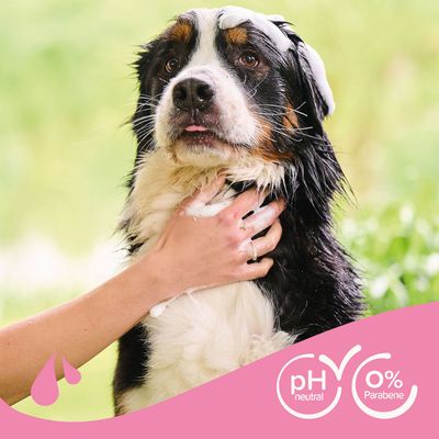 beaphar Hunde Shampoo zur Entfilzung
