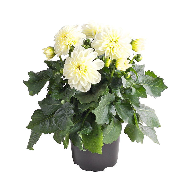 Sommergeorgine P19 Dahlia, mix