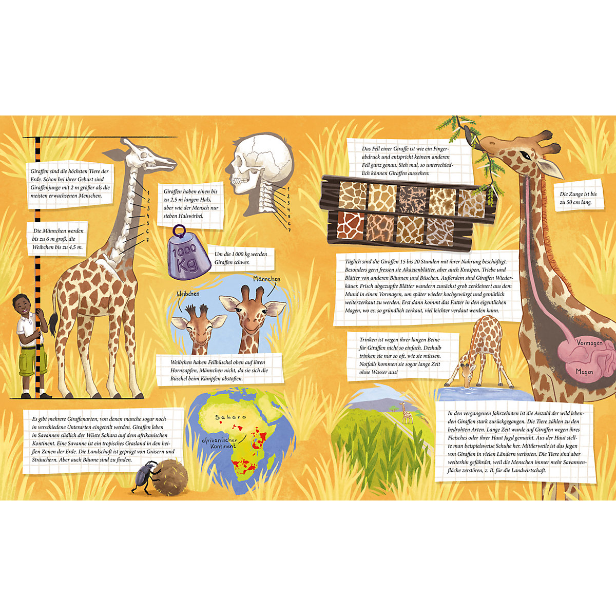 Die kleine Giraffe - Zu Hause in der Savanne