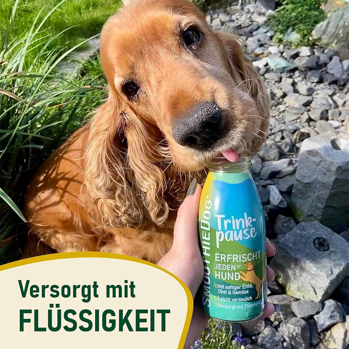 SmoothieDog Trinkpause günstig kaufen bei ZooRoyal