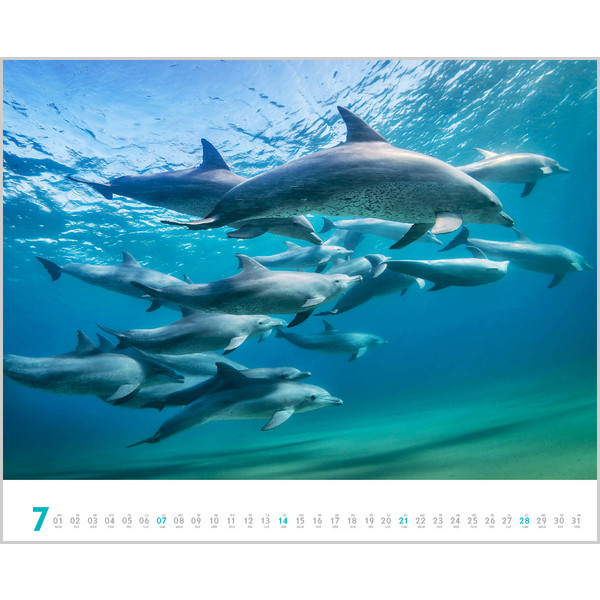 DIVE 2024 - Kalender