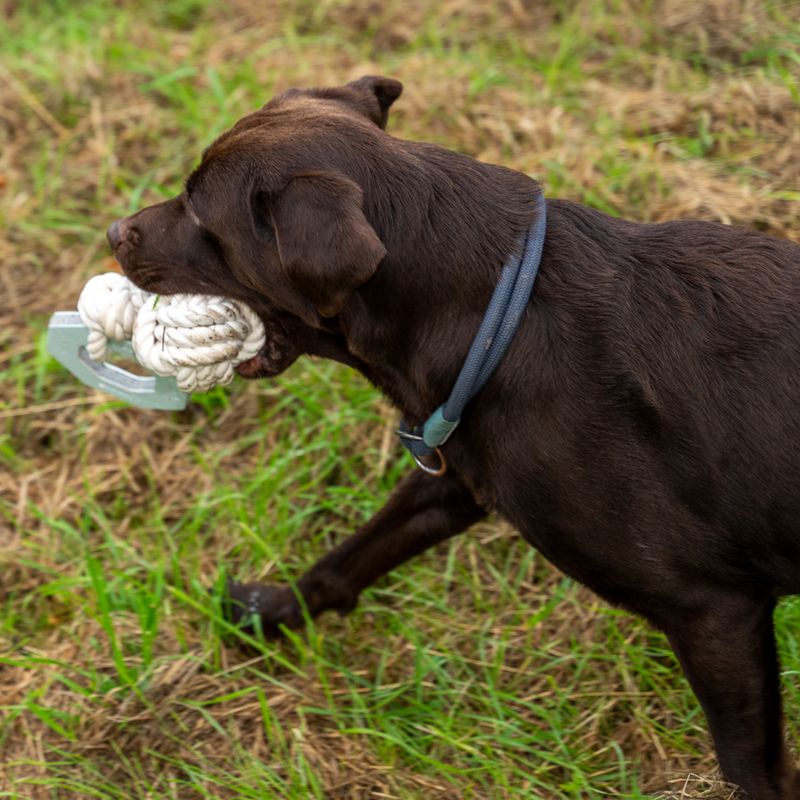 Modern Living Hundespielzeug Vigo zu TOP-Preisen