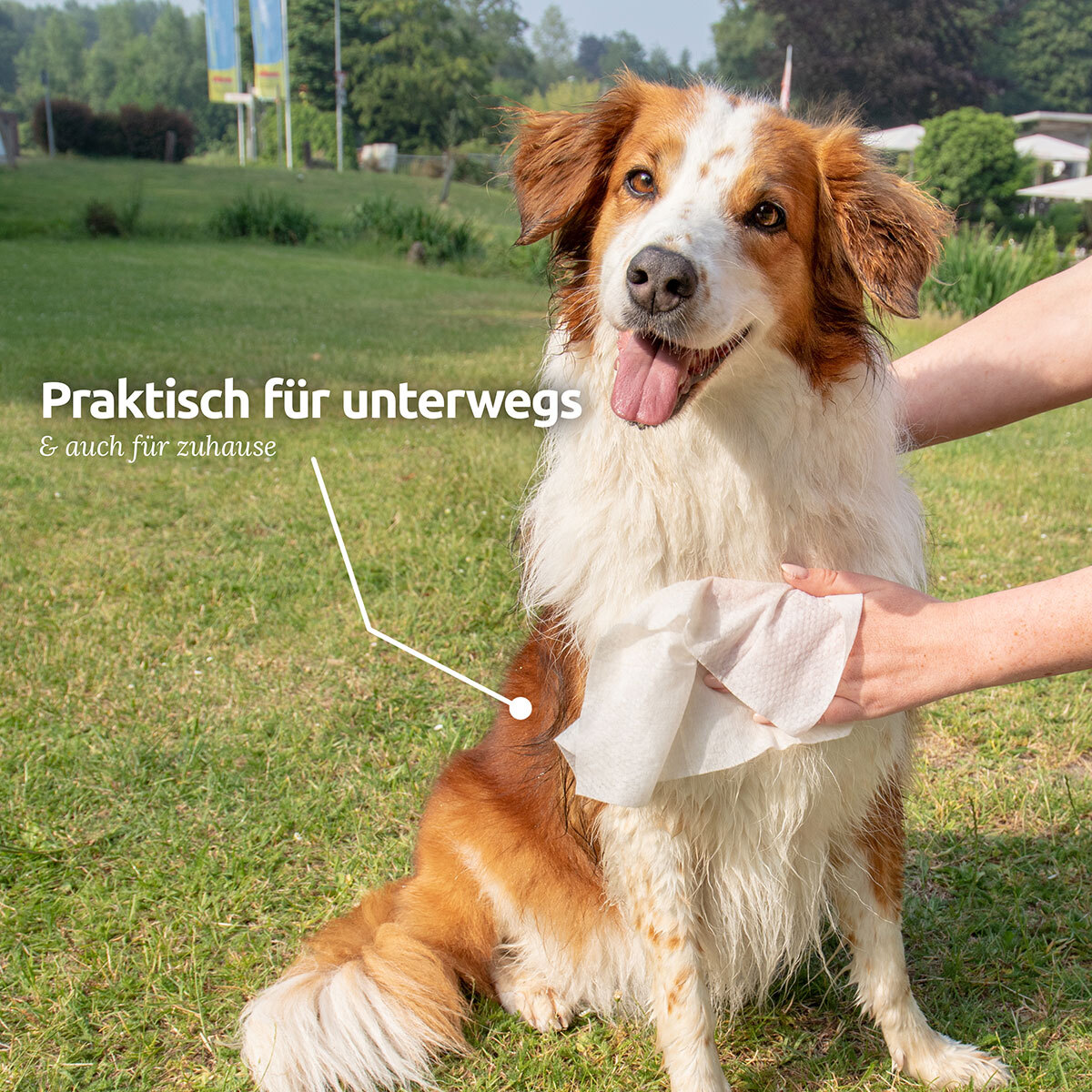Aniforte Windeln & Hygiene Aniforte Pflegetücher 100 Stück