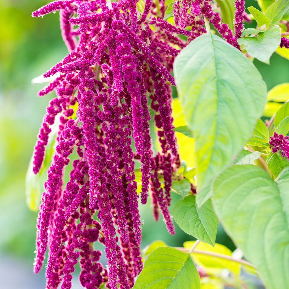 Rausch Repair-Conditioner mit Amaranth 30 ml
