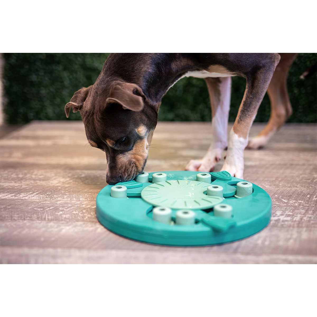 Dog Worker - Composite Intelligenzspielzeug kaufen bei ZooRoyal