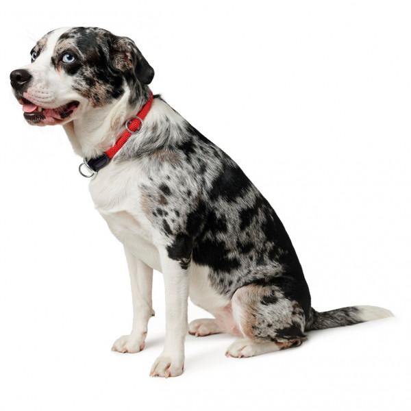 Hunter - T-Collar Freestyle - Hundehalsband