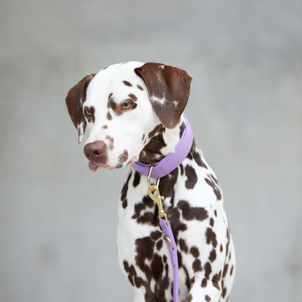 William Walker Hundehalsbänder William Walker Hundehalsband Plain Lavender M