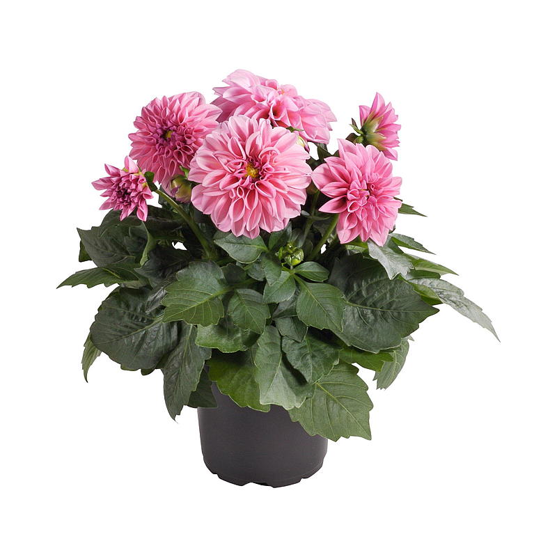 Sommergeorgine P19 Dahlia, mix