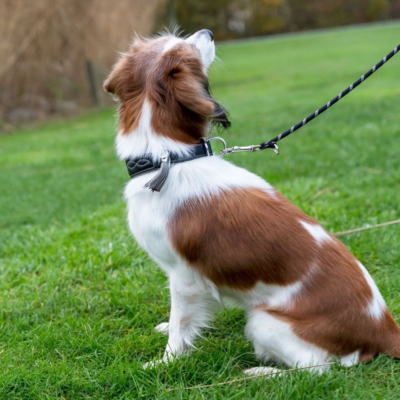 Trixie Active Comfort Halsband für Windhunde - schwarz/grau