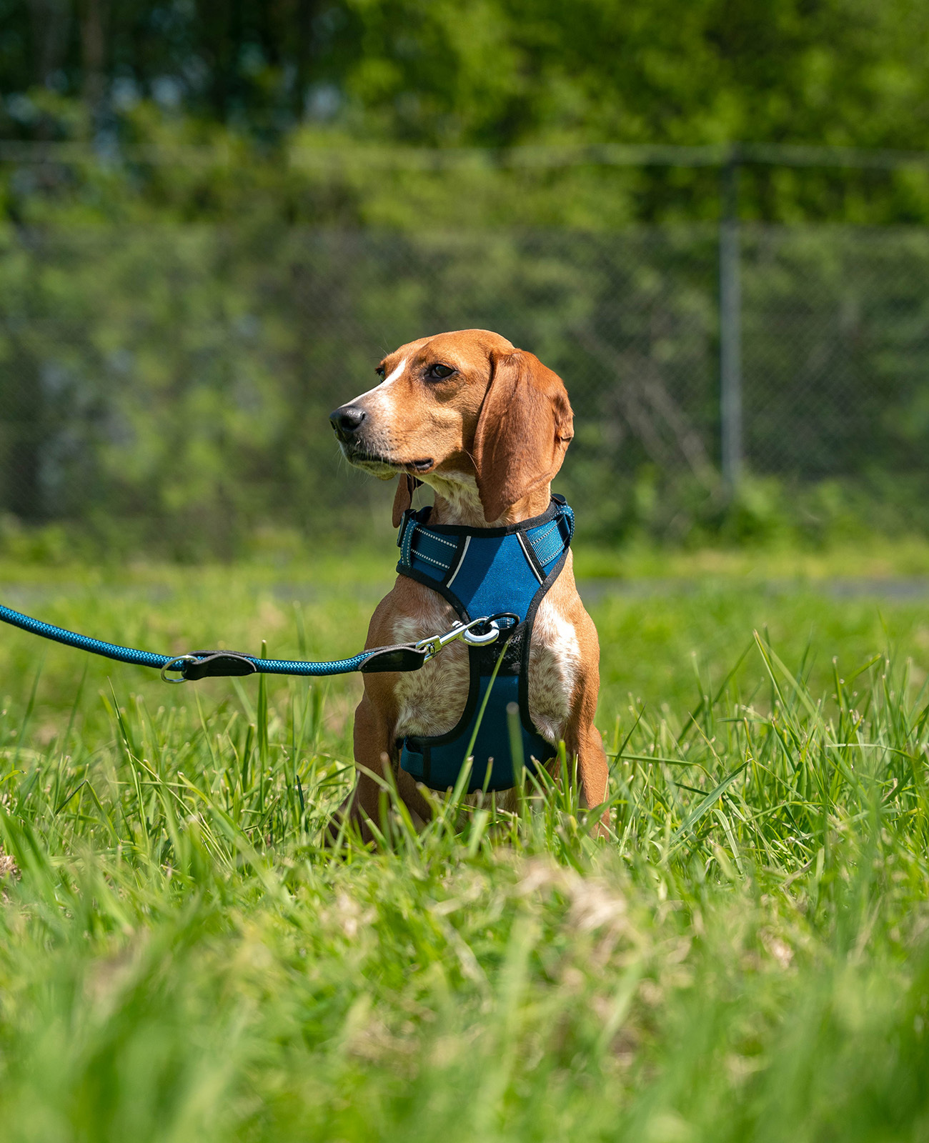 Lionto Hundegeschirre Lionto Hundegeschirr blau L