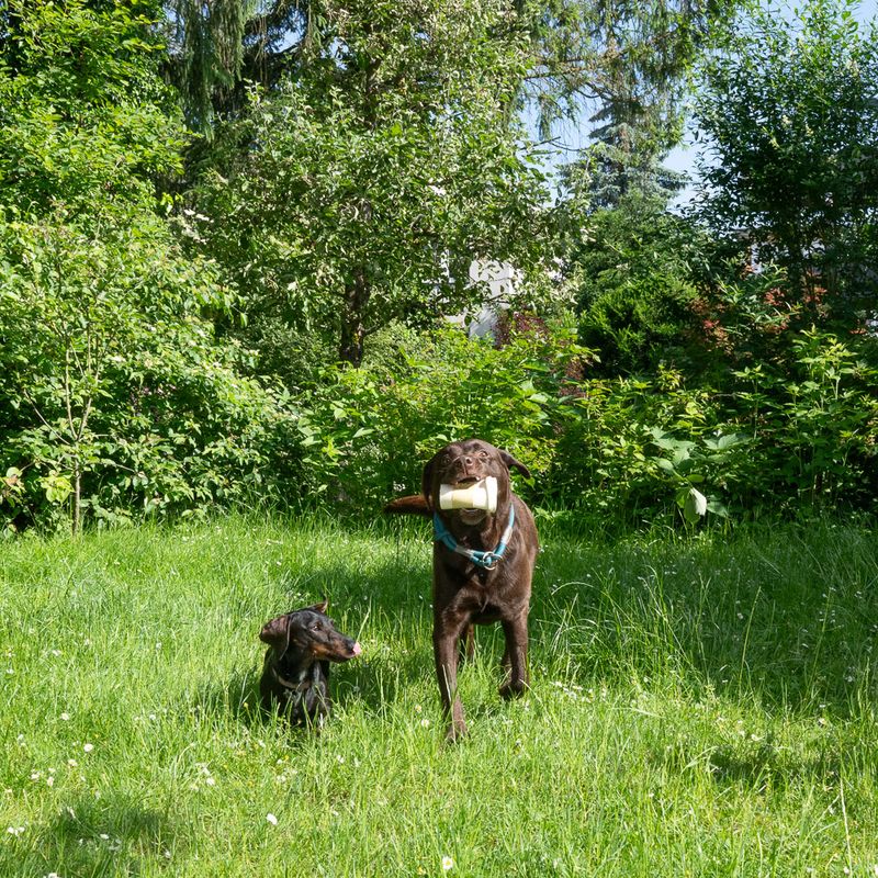 TIAKI Hundespielzeug Latex Kaffee zu TOP-Preisen