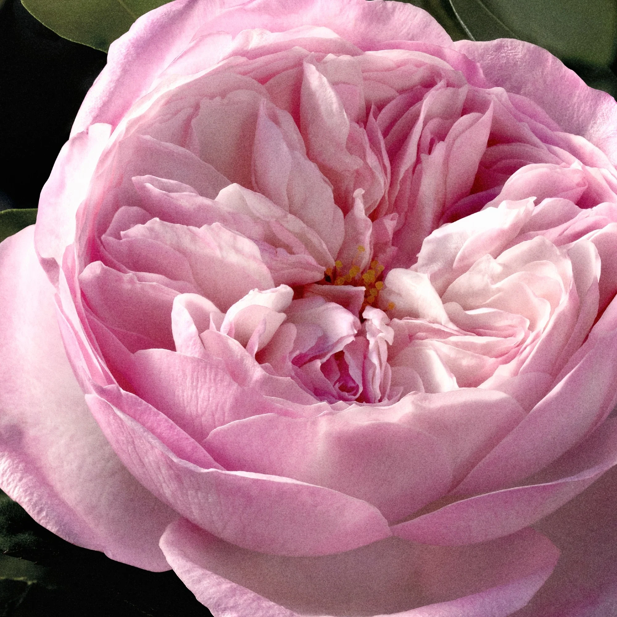 Chloé Rose Naturelle Intense - parfemska voda