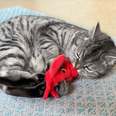 Aumüller Baldrian-Katzenspielkissen Krebs Kalle
