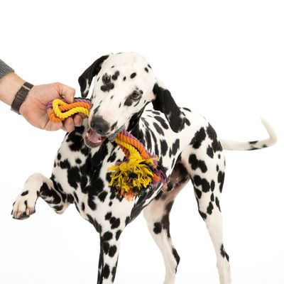 Nomad Tales Spirit Hundespielzeug Multirope