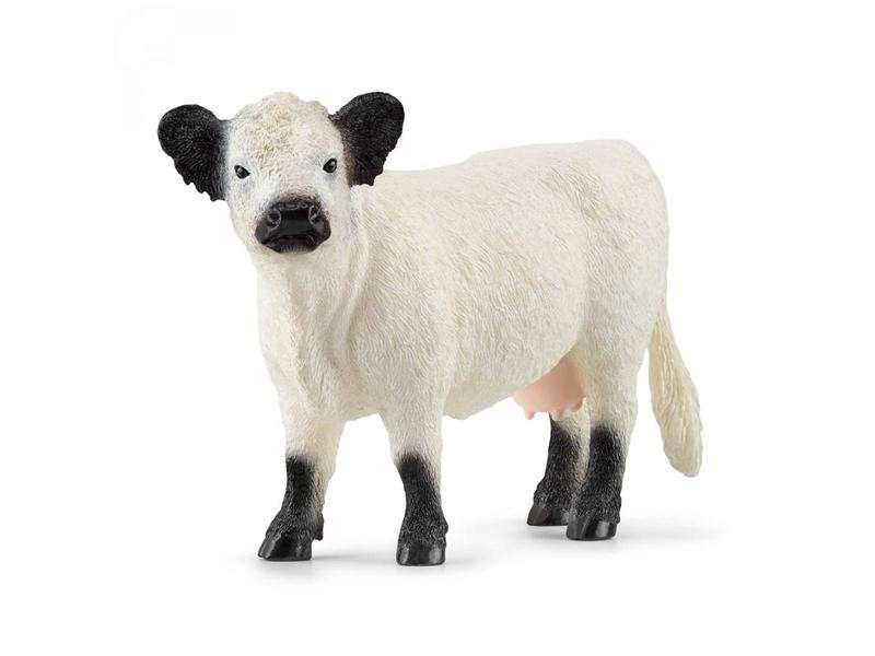 Vache Galloway