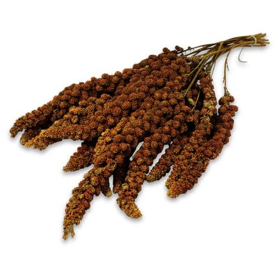 JR Farm Kolbenhirse rot