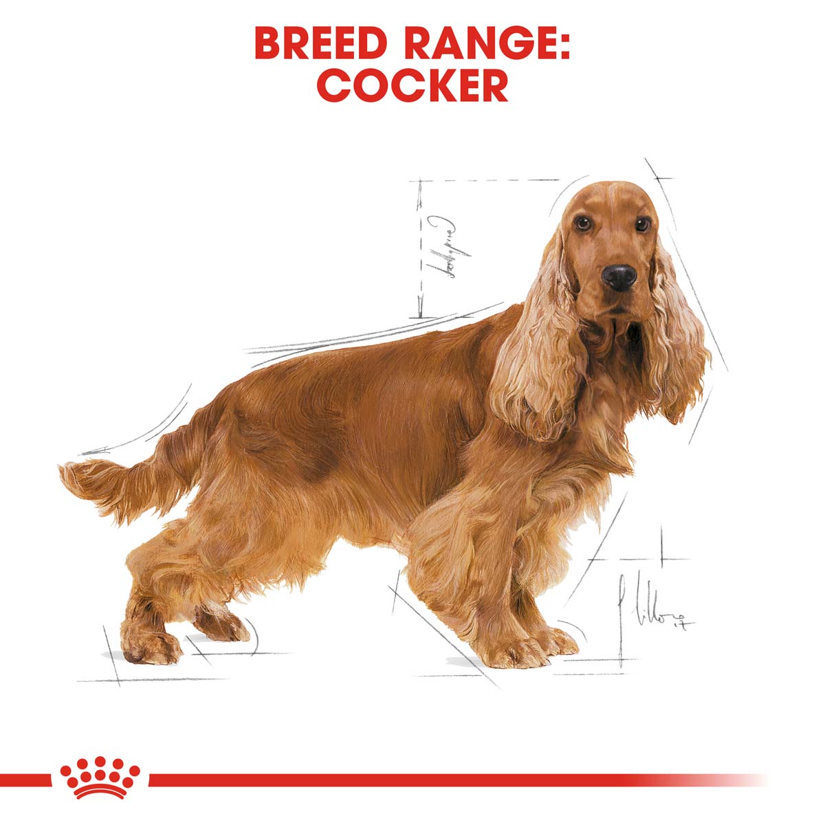 ROYAL CANIN Cocker Adult Hundefutter trocken kaufen bei ZooRoyal