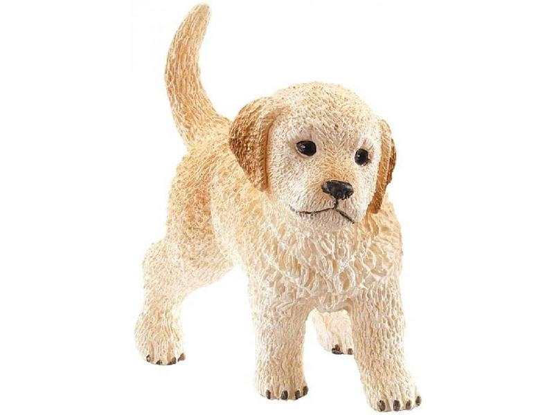 Chiot Golden Retriever