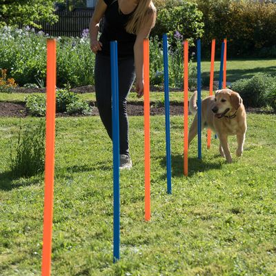 Agility Set: Fun & Sport Set