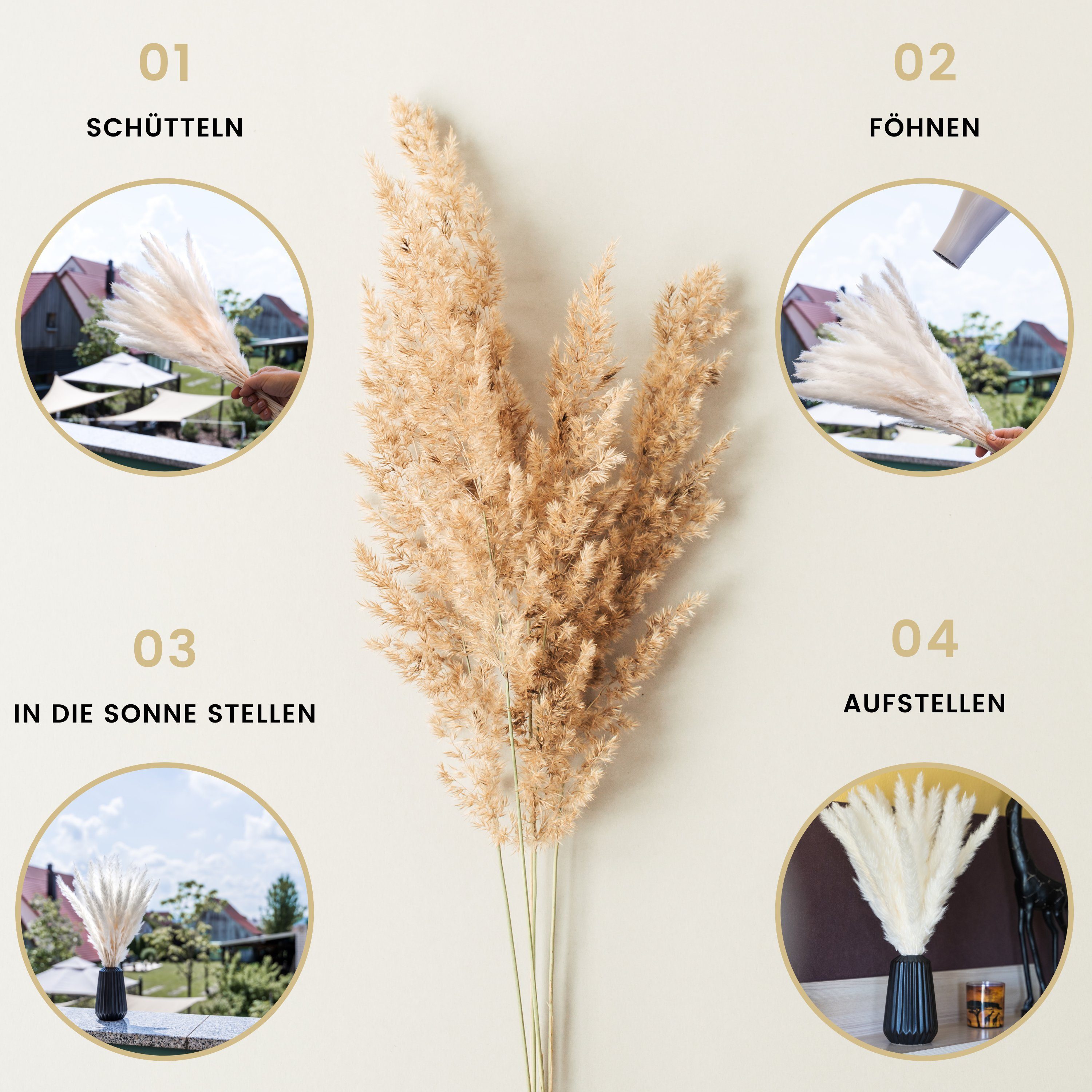 Trockenblume Pampasgras getrocknet mit schützender Box [ca. 30 Stück] Pampasgras, POZY®, Höhe 45 cm, Jahrelang Haltbar - besonders Fluffig
