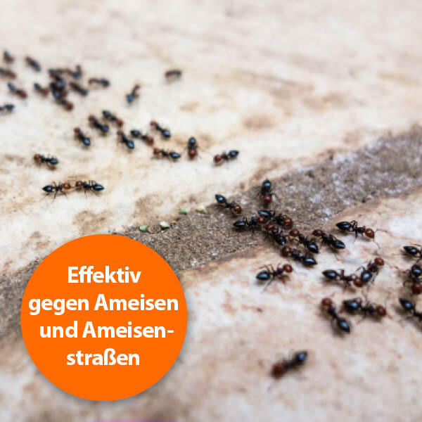 Ardap Zubehör Ardap Ameisen Zerstäuber 500ml