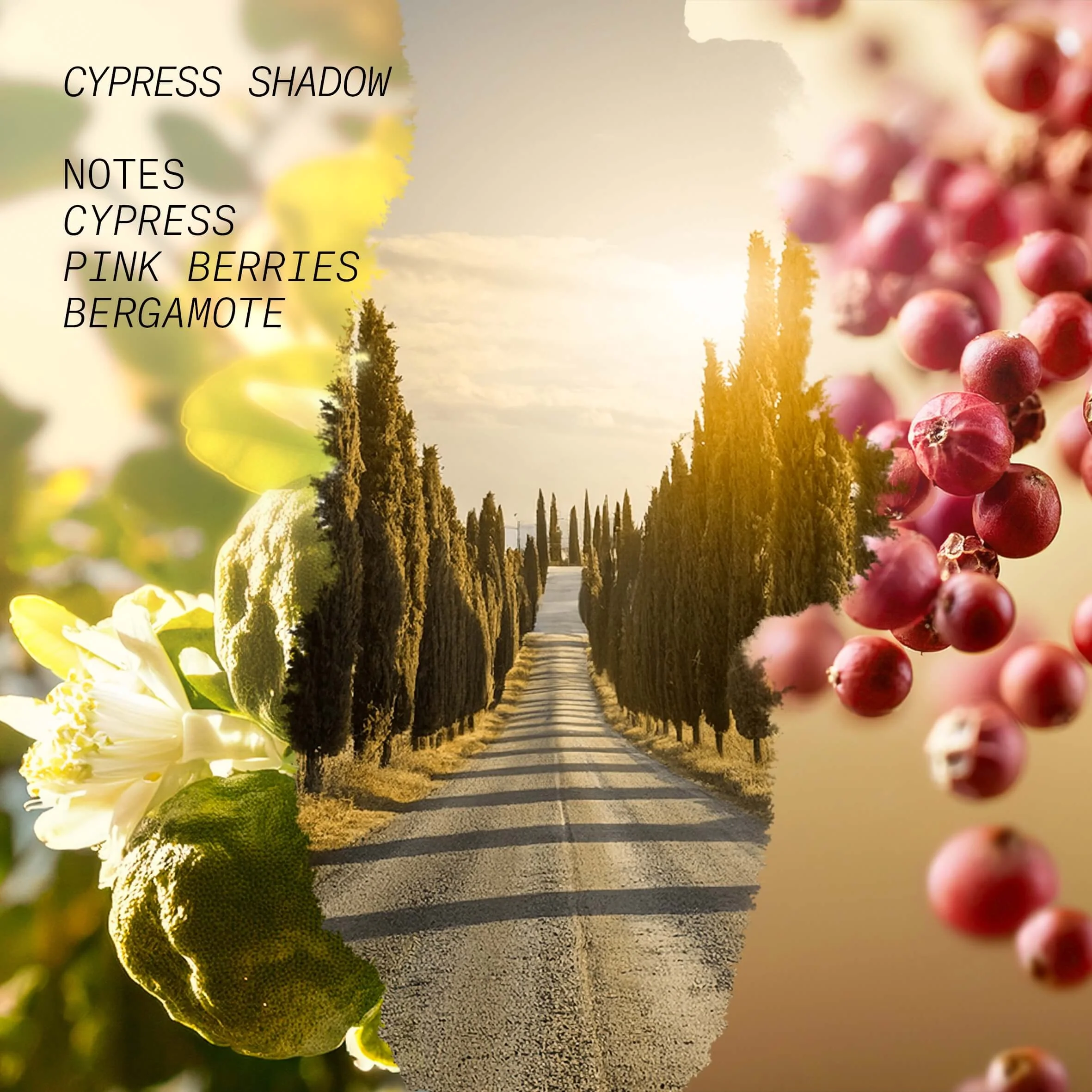 Opus 3 - Shots Of Nature Cypress Shadow - Eau de Parfum Unisex, Eau de Parfum