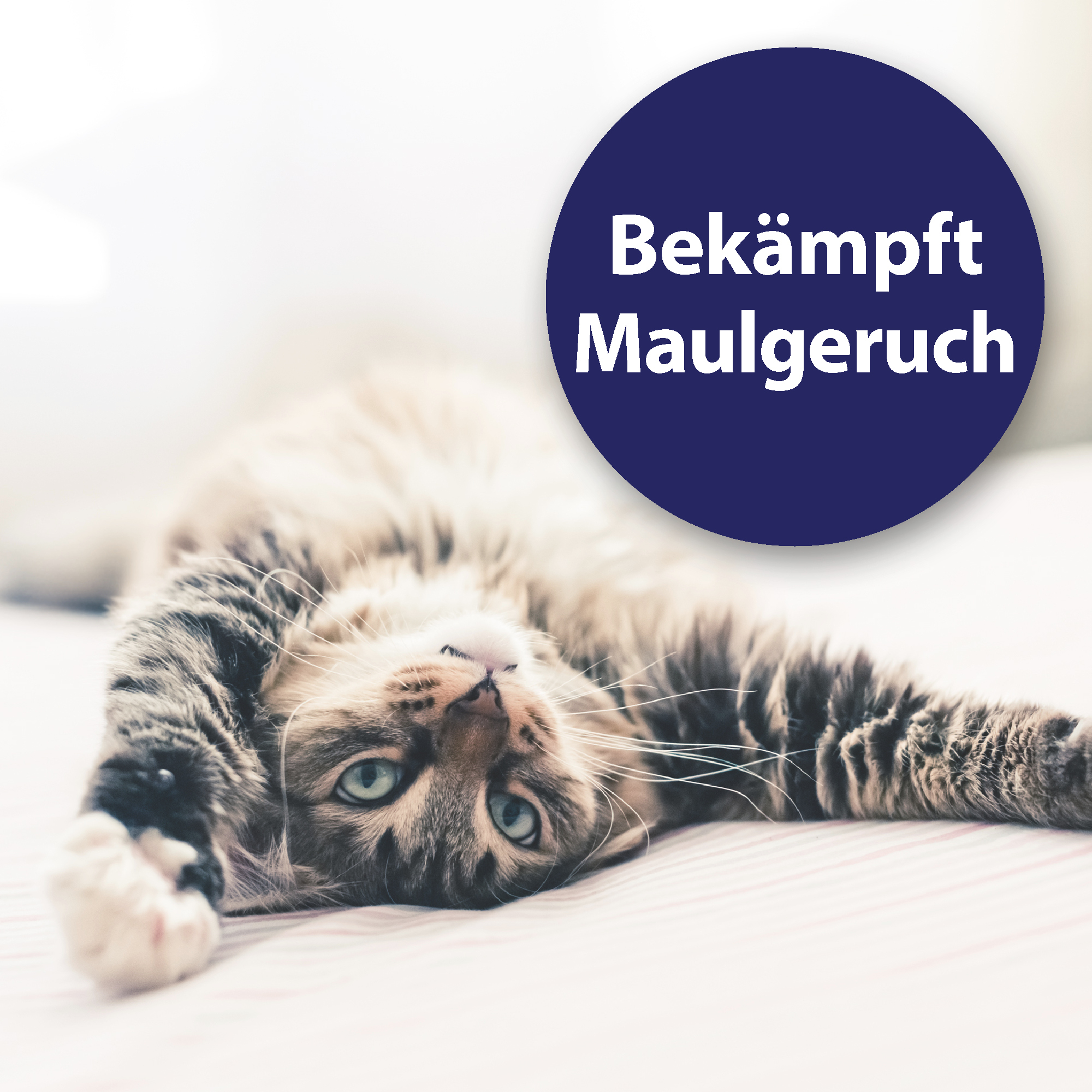 Canosept Zahnpflege Canosept Zahnpflege Finger-Pads für Hunde 50 Stück