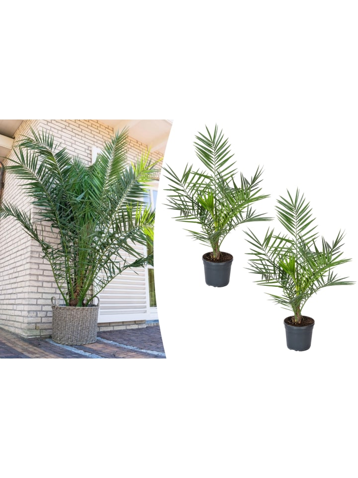 OH2 2er-Set: Phoenix canariensis Groß in Grün günstig kaufen onesize