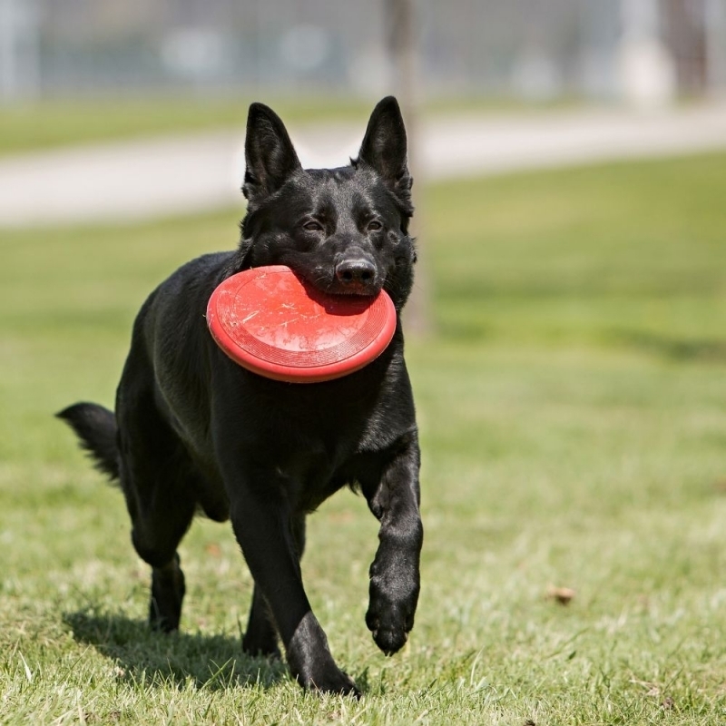 KONG Frisbees & Wurfspielzeug KONG Frisbee rot S