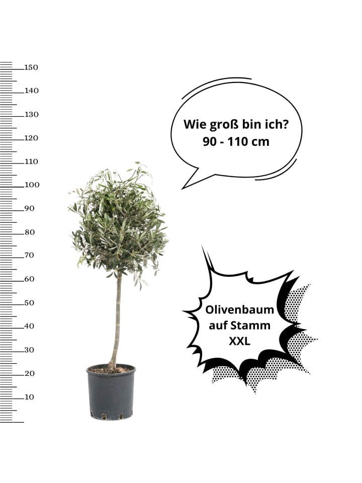 OH2 2er-Set: Olivenbäume in Grün günstig kaufen onesize