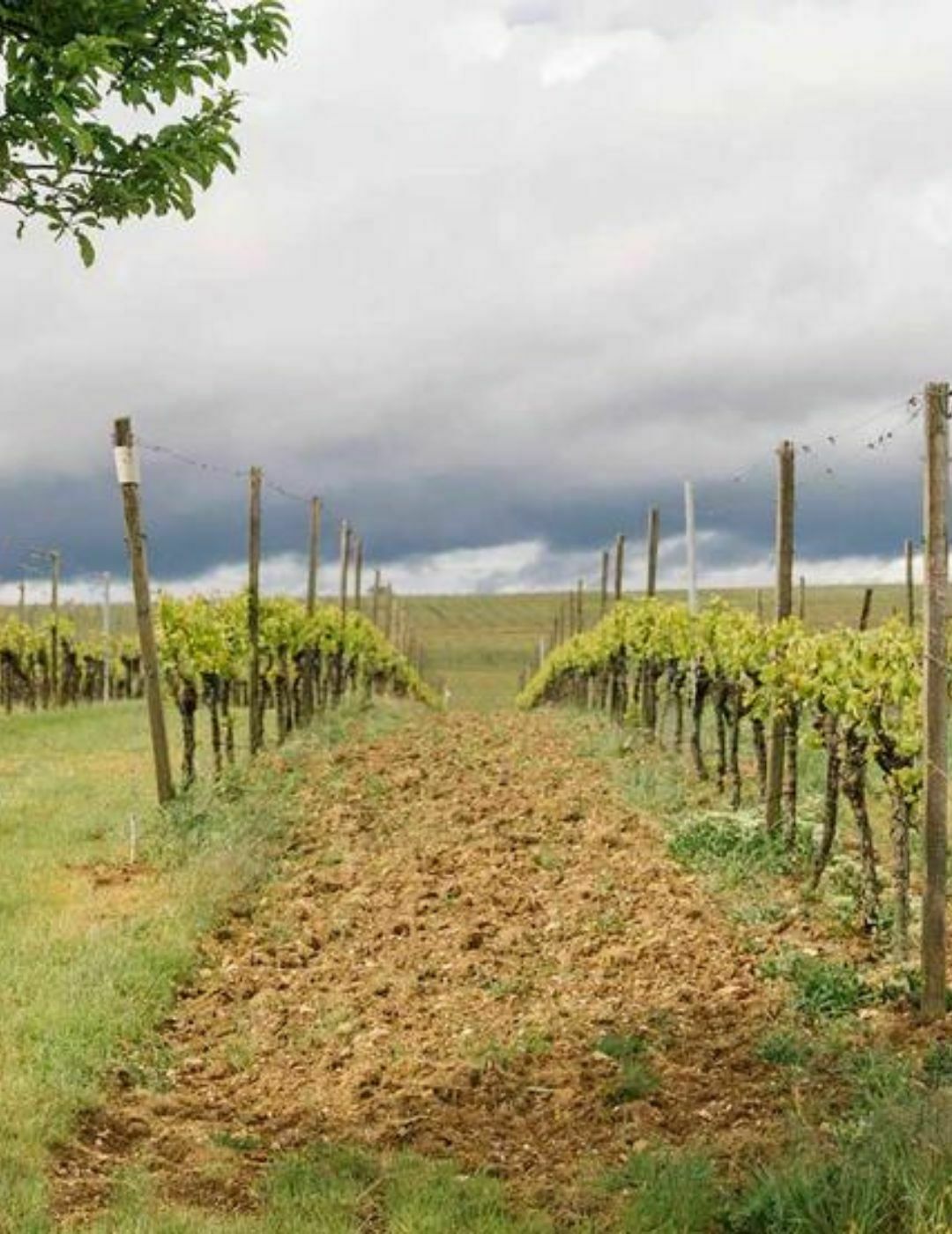 Kolonne Null : Riesling sans alcool - édition Anette Closheim - Gueule de joie 0.5° |  75 cl