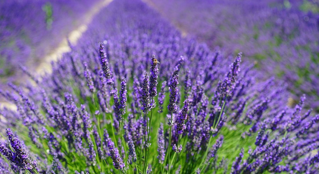 Quertee Lavendelkissen Lavendelsäckchen mit Lavendel Frankreich Lavendel Duftsäckchen, 1-tlg.