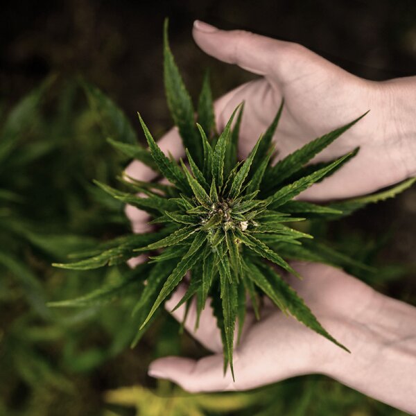I Want You Naked Holy Hemp Körperbutter