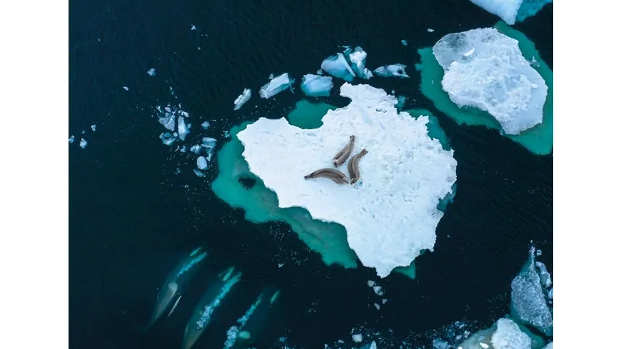 FROZEN PLANET - EISIGE WELTEN II  [2 DVDs]