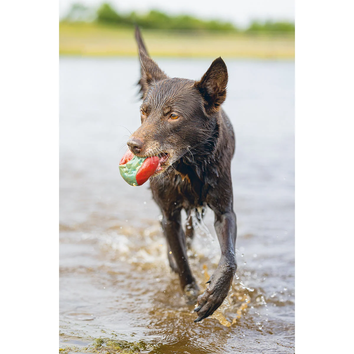Beeztees Hundespielzeug Splashball 3 Stück kaufen bei ZooRoyal