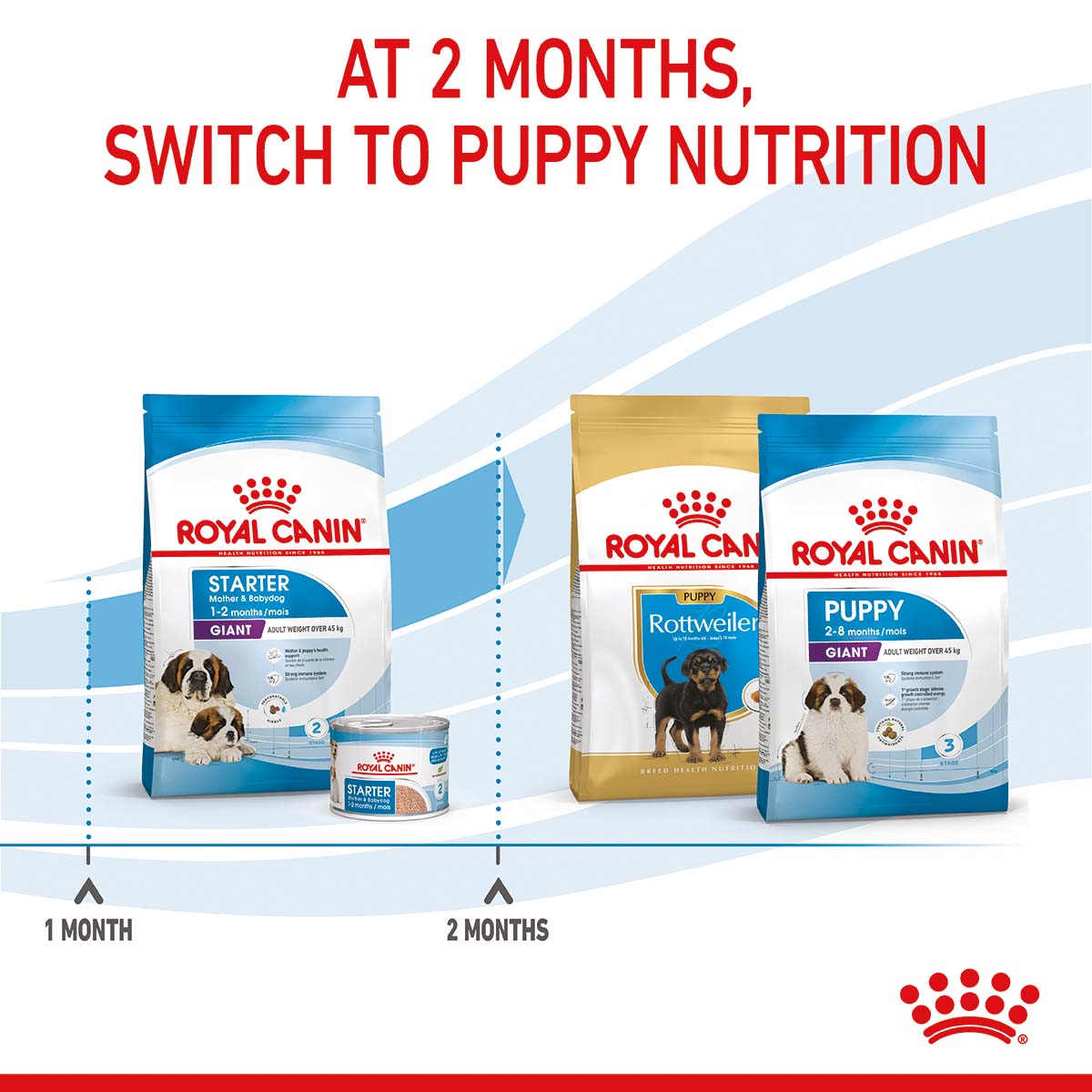 ROYAL CANIN GIANT Starter für tragende Hündin und Welpen sehr großer Rassen