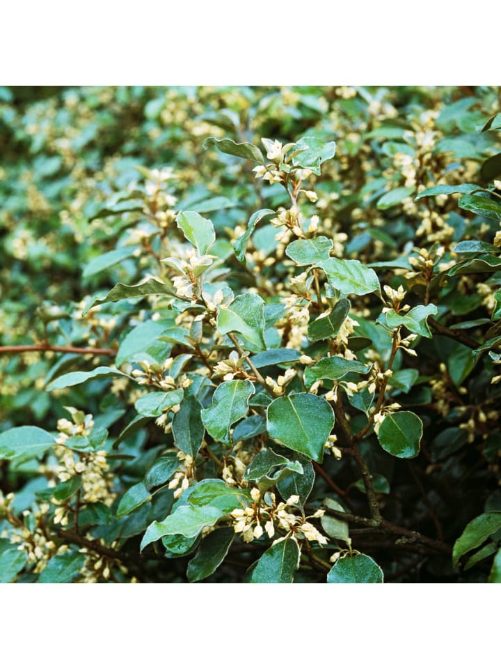 OH2 6er-Set: Elaeagnus ebbingei in Grün günstig kaufen onesize