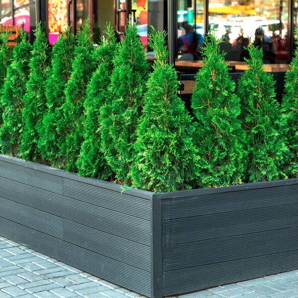 Lebensbaum-Hecke Thuja Smaragd, 20 Stk.