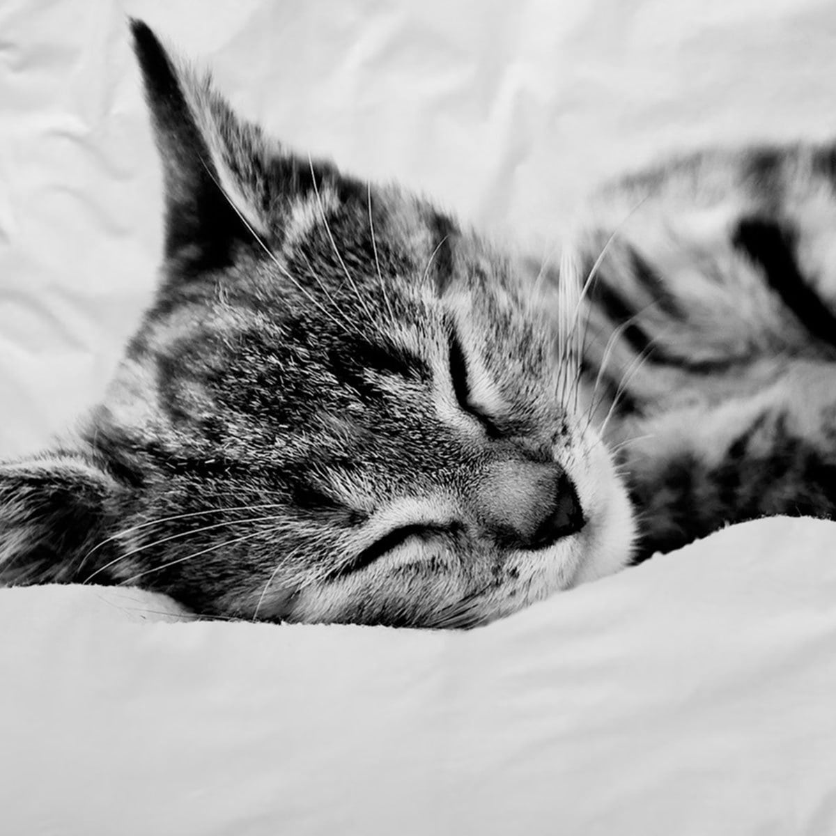 Traumschlaf Wendebettwäsche Cat