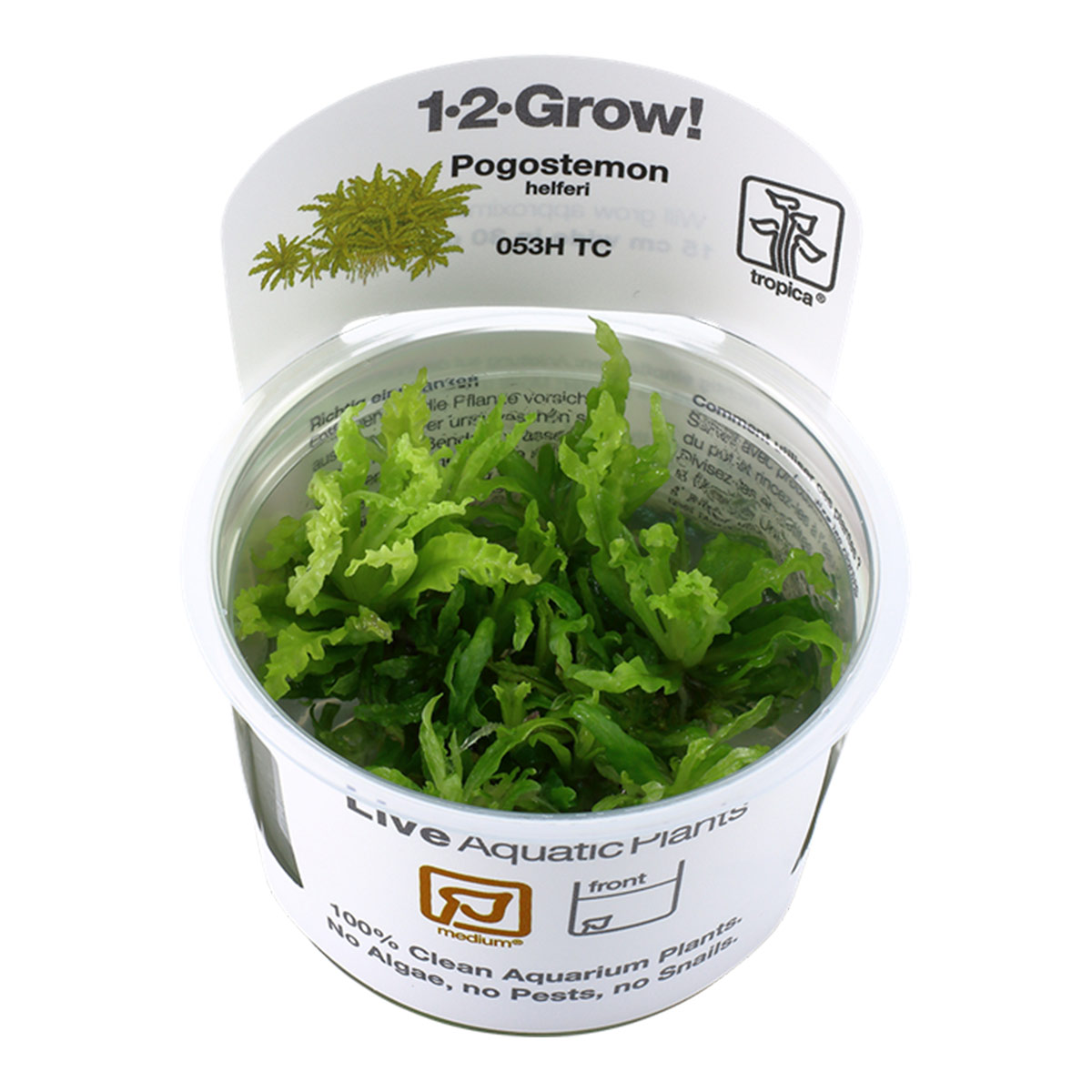 Tropica Aquariumpflanze Pogostemon helferi kaufen