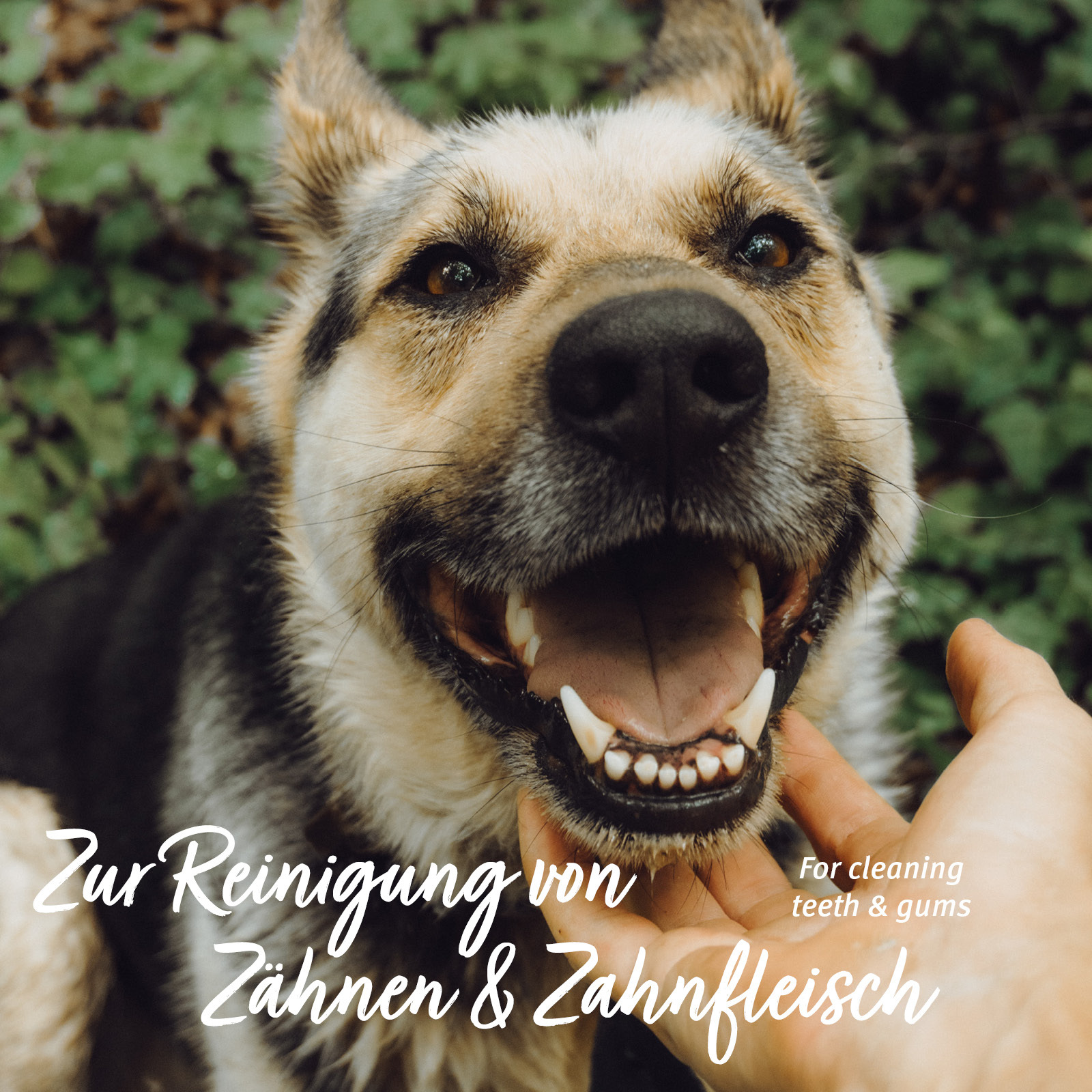 Aniforte Zahnpflege Aniforte Zahnpflege Fingerpads 50 Stück