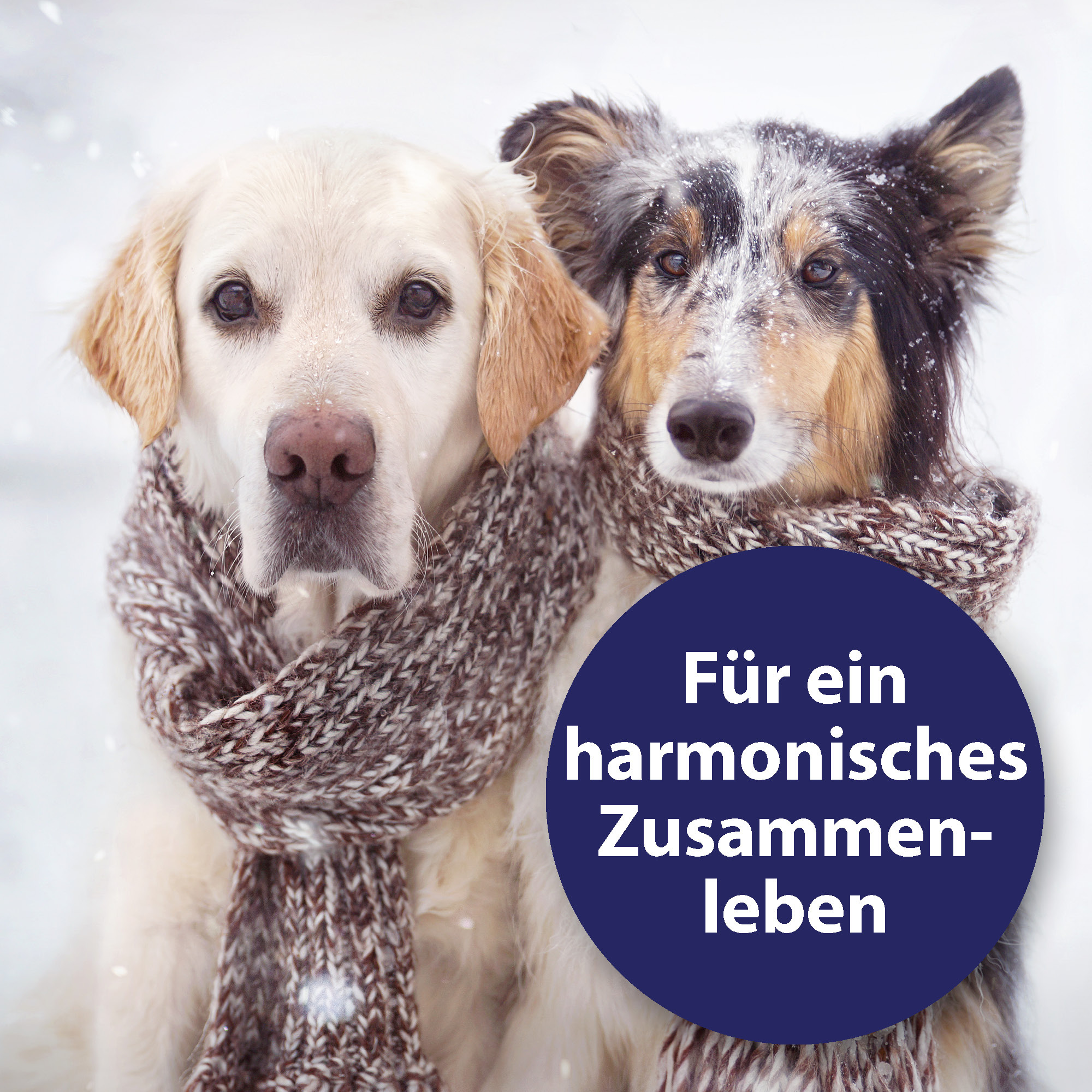 Canosept Beruhigungsmittel Canosept Home Comfort Beruhigungsspray für Hunde 100 ml