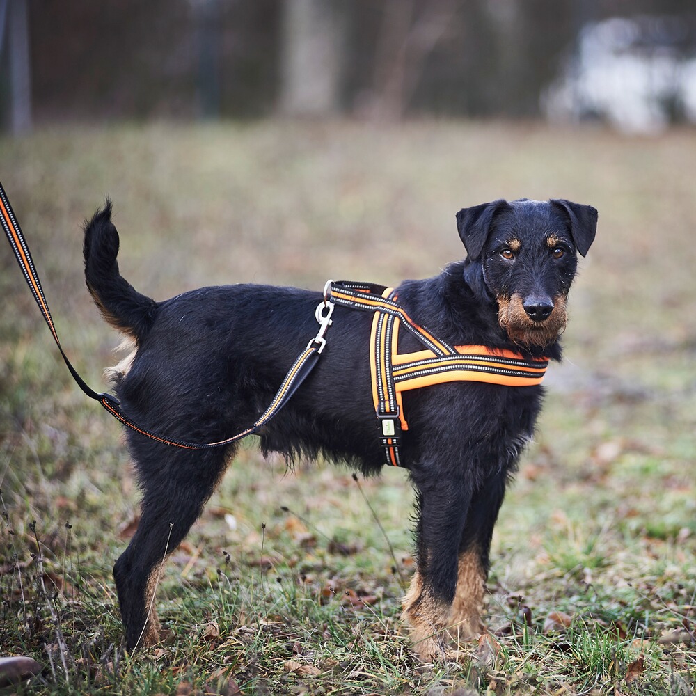 Heim Hundegeschirr Signal