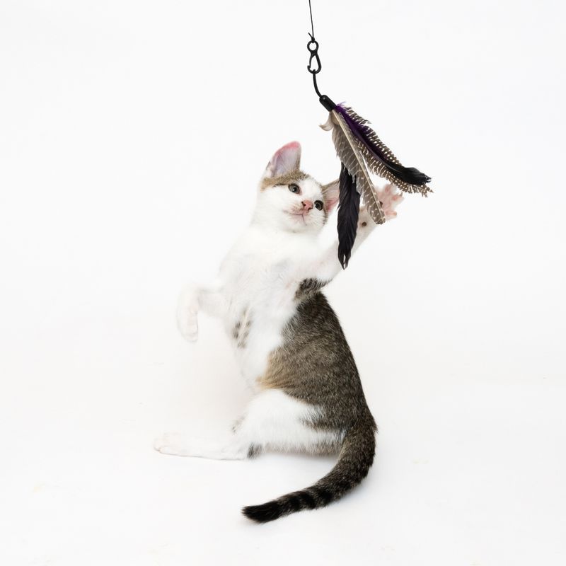 Katzenangel 3 in 1 XXL zu TOP-Preisen